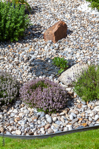 Jardin d'agrément et botanique - Plants de thyms, lavande entouré de galets en bordure d'une pelouse photo