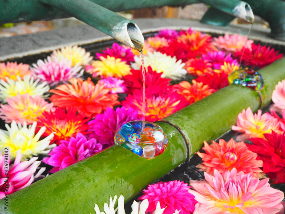 ダリアと手水舎 岡寺 明日香村 Stock 写真 Adobe Stock