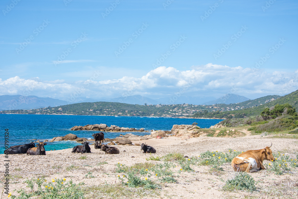 corse du sud, France