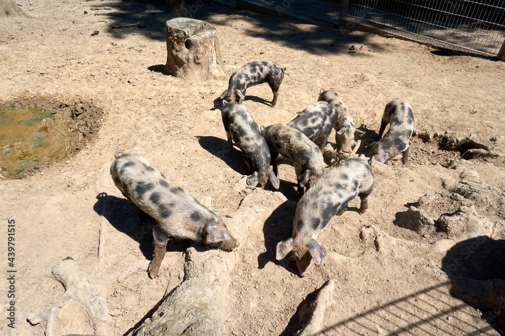 brown young pigs with black spots brown young pigs with black spots