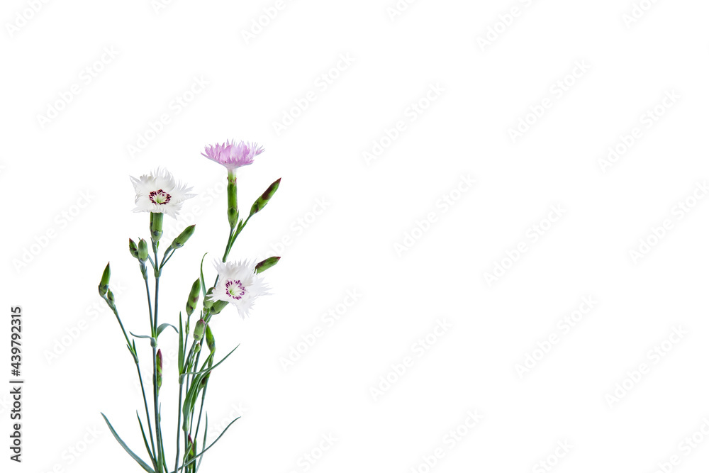 white and lilac carnations isolated on white background white and lilac carnations isolated on white background