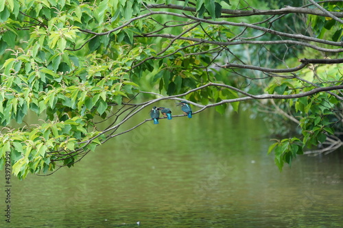 Fototapeta Naklejka Na Ścianę i Meble -  common kingfisher in the forest