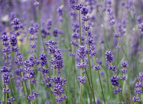 Soft focus on lavender flowers.