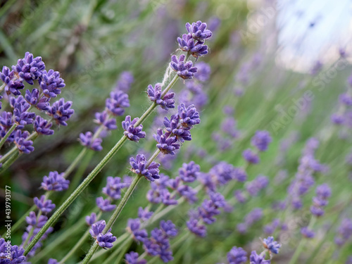 Soft focus on lavender flowers.