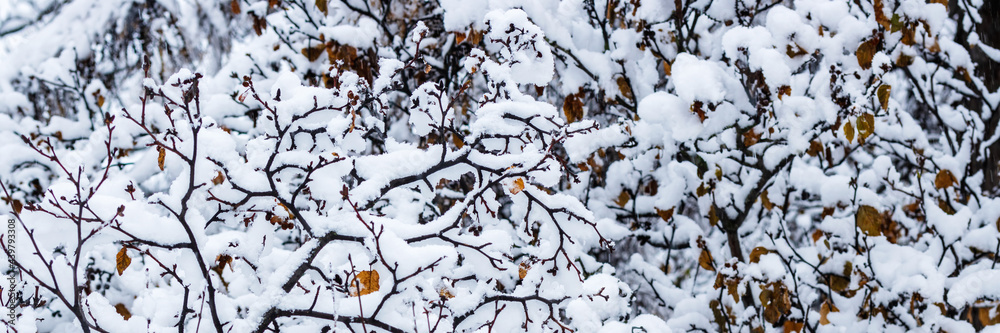 Snow on the branches of trees and bushes after a snowfall. Beautiful winter background with snow-covered trees. Plants in a winter forest park. Cold snowy weather. Cool panoramic texture of fresh snow