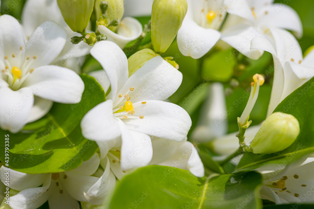 Obraz premium Heart-shaped white glass murraya flower
