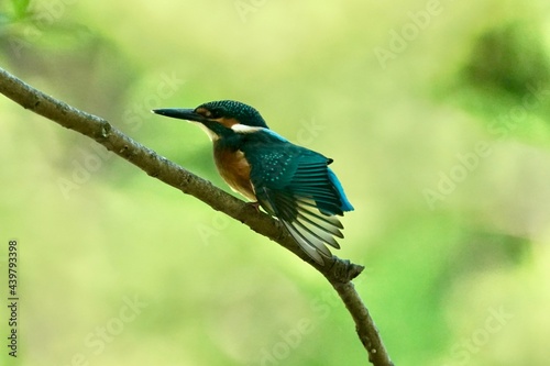 common kingfisher in the forest © Matthewadobe