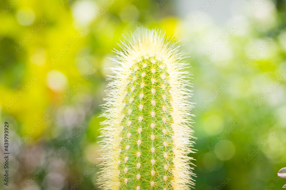 Little Cactus plant with nature background