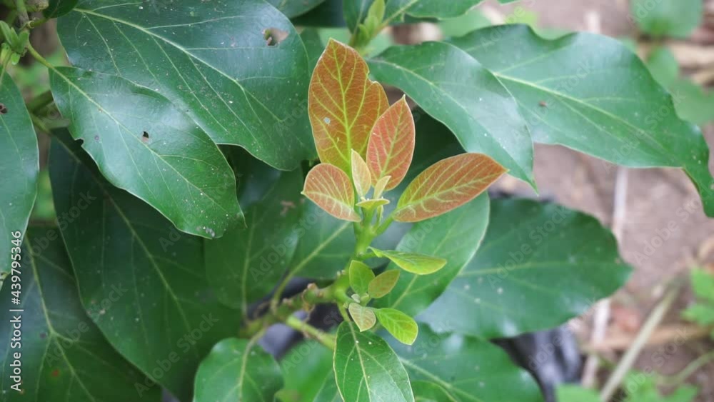 Green young avocado (Persea americana, avocado pear, alligator pear) leaves in the nature background Green young avocado (Persea americana, avocado pear, alligator pear) leaves in the nature background