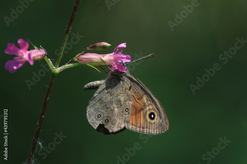 A brown butterfly with black and white spots on its wings hangs on a pink flower and drinks nectar from a bud on a green background. Broken wing of a butterfly.