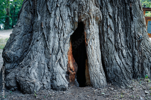 Hollow tree trunk with hole to enter inside. Large opening at the base of a trunk. Darkness inside a tree and mysteries of the forest. Old tree with large hollow cavern inside, potential animal den.