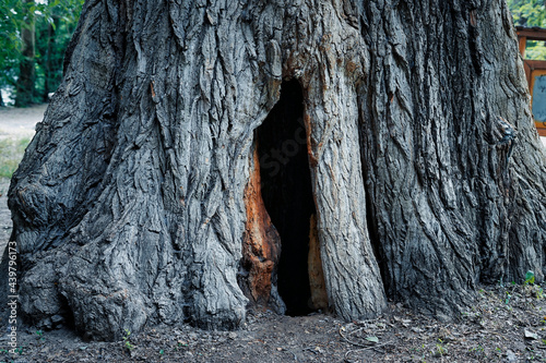 Εκτύπωση καμβά Hollow tree trunk with hole to enter inside