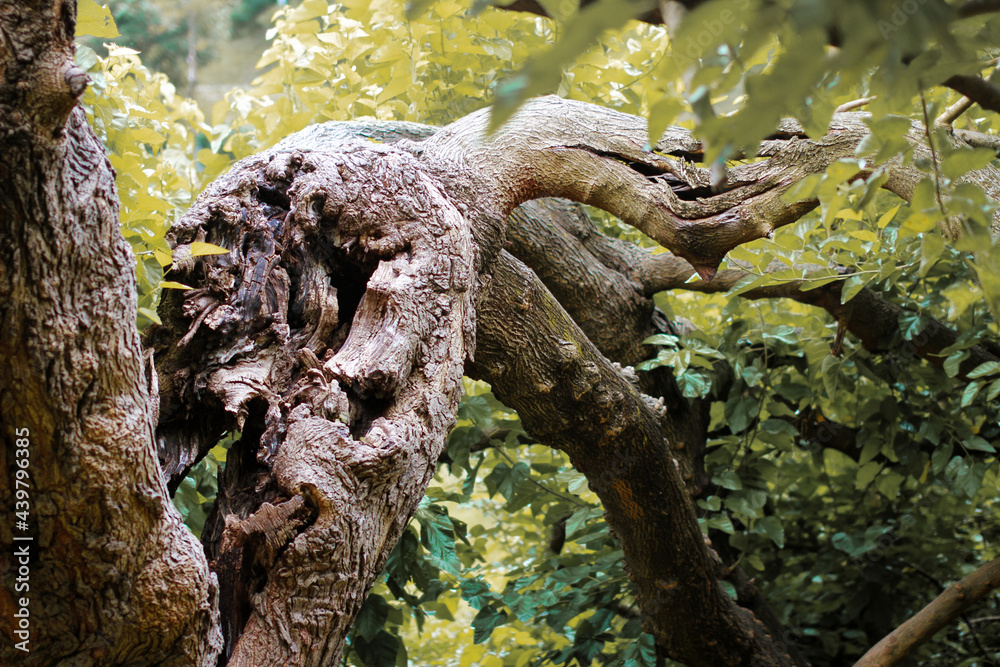 Large trunk split by the weight of the large branches. Old torn tree that survives despite the difficulties. Violence of thunderstorms on trees. Climate change and respect for nature. Large trunk split by the weight of the large branches. Old torn tree that survives despite the difficulties. Violence of thunderstorms on trees. Climate change and respect for nature.
