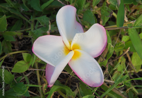 The Beautiful Desert rose White flower on the grass