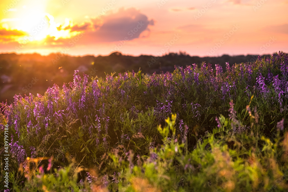Vicia tenuifolia flowers on sunset in the field. Beautiful sundown in the village. Violet wild flowers in the meadow with natural backlight. Rural scene of nature