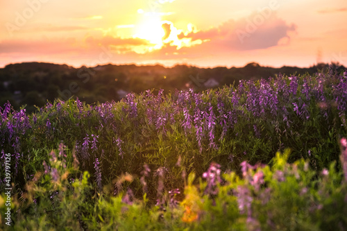 Vicia tenuifolia flowers on sunset in the field. Beautiful sundown in the village. Violet wild flowers in the meadow with natural back light. Rural scene of nature © Nazaruk Nazar