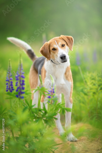 Fototapeta Naklejka Na Ścianę i Meble -  dog portrait in lupin