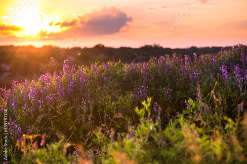 Vicia tenuifolia flowers on sunset in the field. Beautiful sundown in the village. Violet wild flowers in the meadow with natural backlight. Rural scene of nature