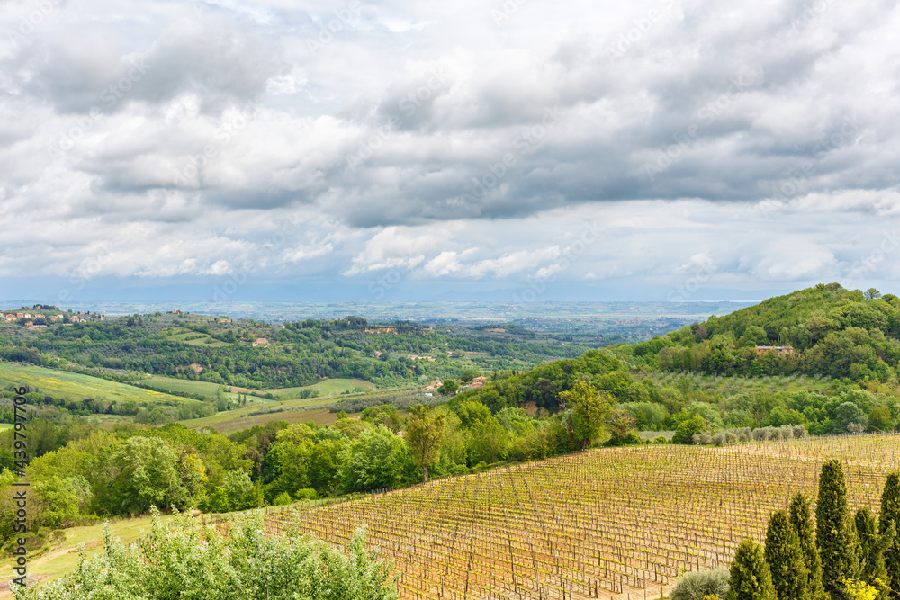 Vineyard in a rolling rural Italian landscape
