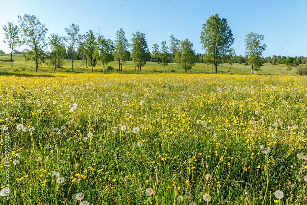 Buttercups and bloomed dandelions on a meadow