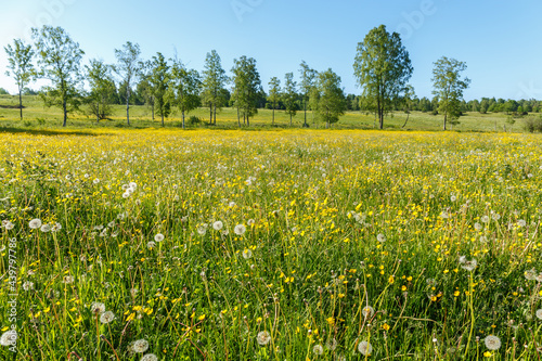 Buttercups and bloomed dandelions on a meadow © Lars Johansson
