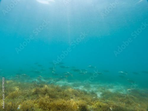 Fish on the seabed feeding on algae © Joan Manel Moreno
