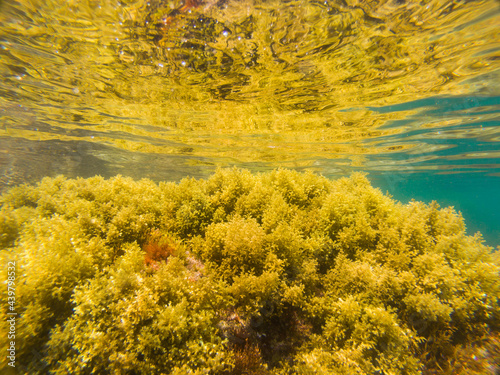 Close-up under the sea of a yellow marine plant reflected in the water photo