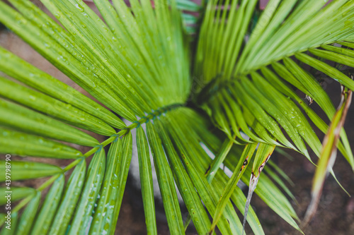 close-up of majestic palm leaves growing into each other in sunny backyard