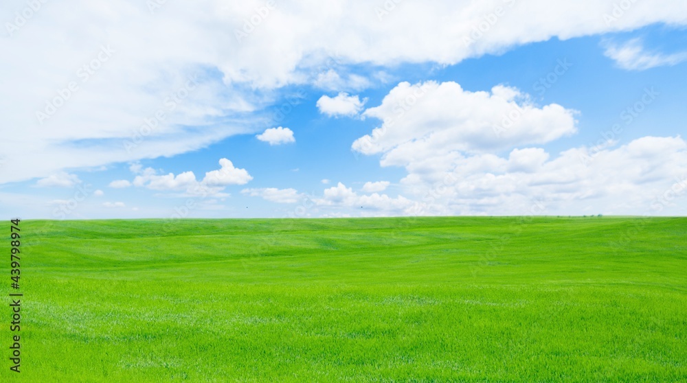Field. Field.