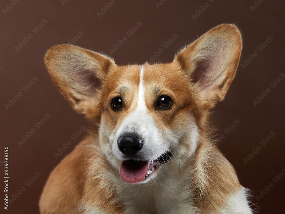 Portrait of a dog on a brown background. Smiling Corgi. Pet in the studio. For design