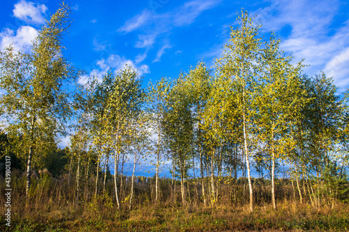beautiful birch grove on the edge of the field on a sunny autumn evening