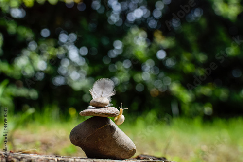 A Snail climbing a Stone  photo