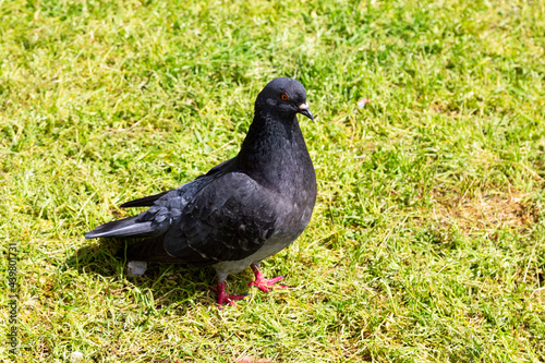 Stock Dove Columba oenas foraging in the grass of a bright lawn