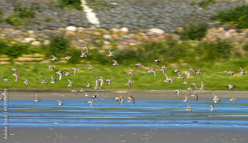 Bonte Strandloper, Dunlin, Calidris alpina photo