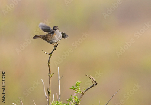 Dunnock, Heggenmus, Prunella modularis photo