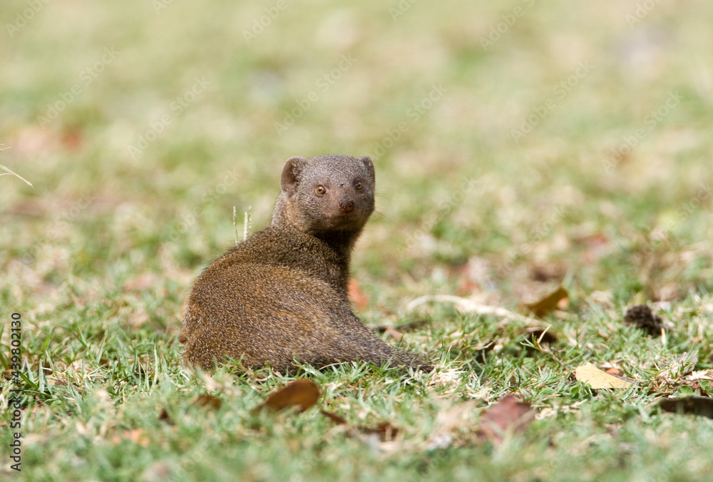 Dwergmangoest, Dwarf Mongoose, Helogale parvula Dwergmangoest, Dwarf Mongoose, Helogale parvula