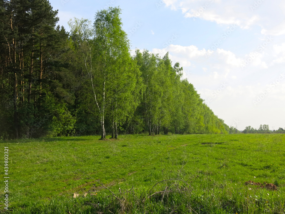 expanse of the Russian field in early spring with tender birches expanse of the Russian field in early spring with tender birches