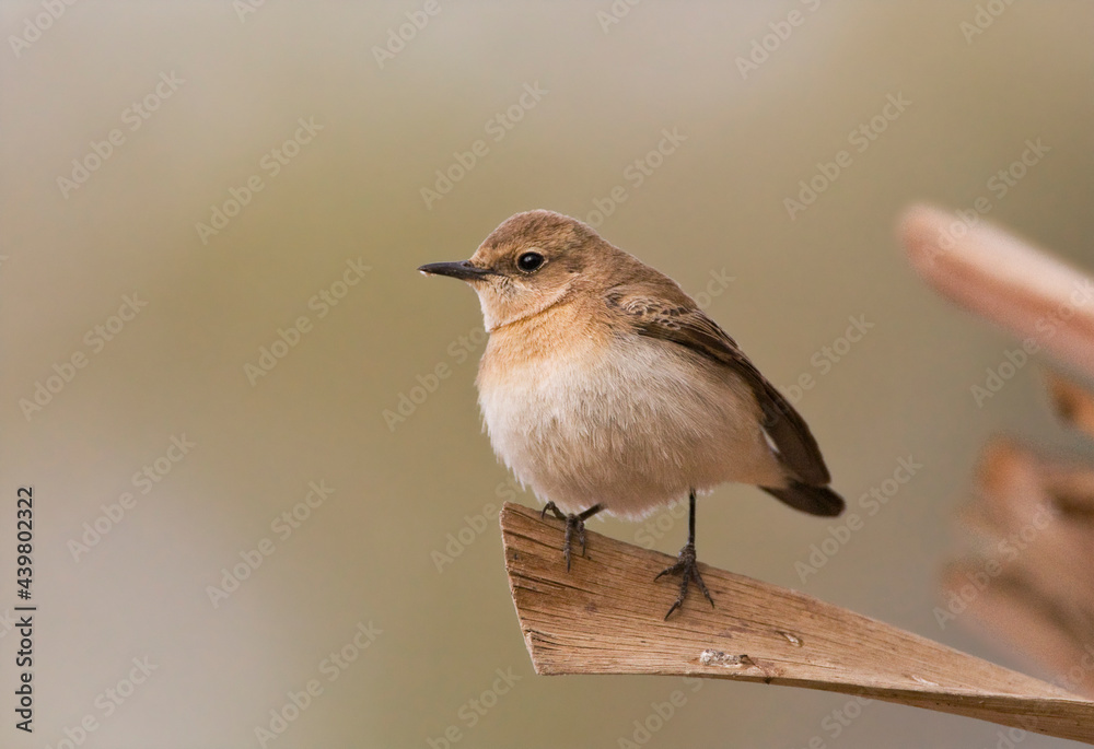 Fototapeta premium Oostelijke Blonde Tapuit, Eastern Black-eared Wheatear, Oenanthe melanoleuca