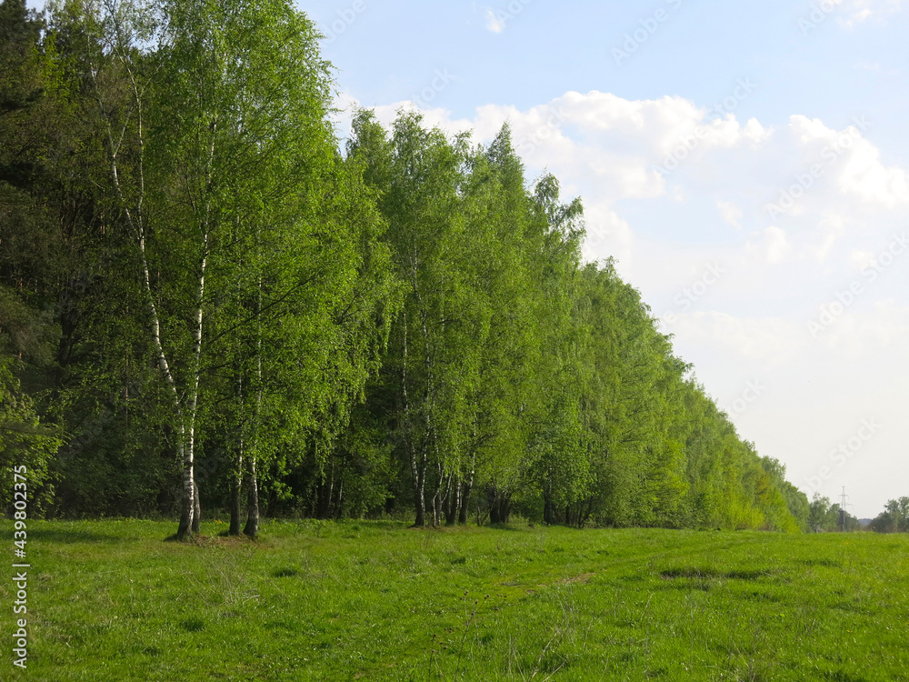 expanse of the Russian field in early spring with tender birches expanse of the Russian field in early spring with tender birches