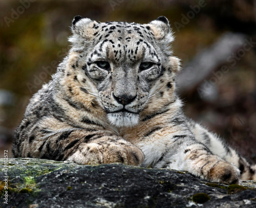 Snow leopard on the stone. Latin name - Uncia uncia	
