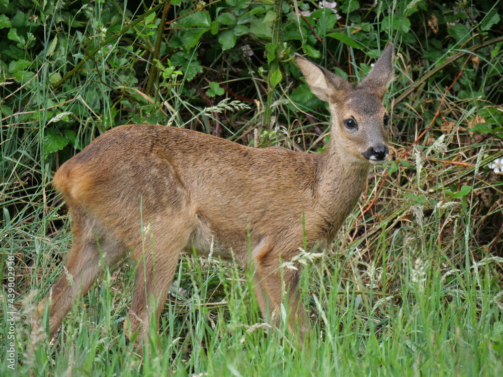 roe deer calf exploring the world