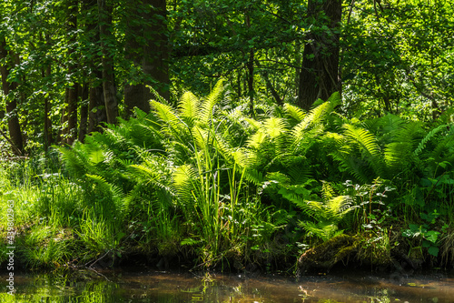 Fern on the water's edge of a river in beautiful afternoon light © Daniela Baumann