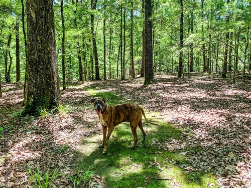 hiking in the forest in Arkansas photo