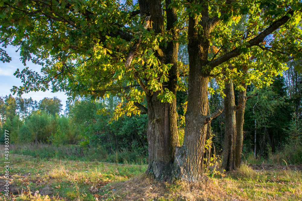 old oaks, illuminated by the rays of the setting autumn sun.a small oak grove at the edge of the field old oaks, illuminated by the rays of the setting autumn sun.a small oak grove at the edge of the field