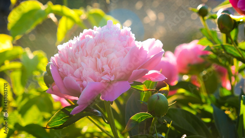 Peony flower, blooms in the garden at sunset. Natural beautiful summer background.