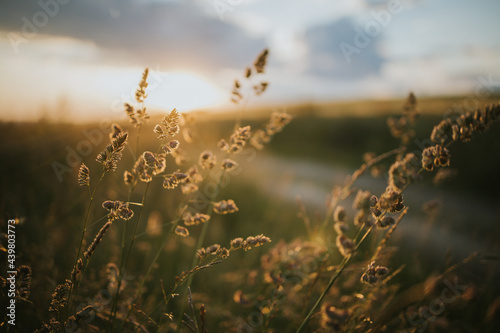 Closeup shot of herbaceous plants growing in a field