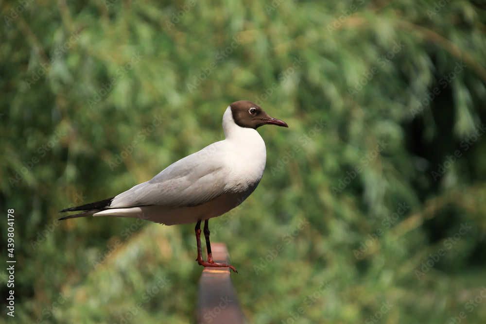 Black-headed gull sits on the railing of the bridge against the background of green willow castings Black-headed gull sits on the railing of the bridge against the background of green willow castings