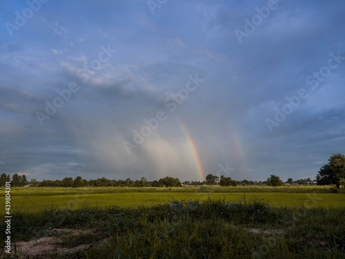 rice field  and rainbow