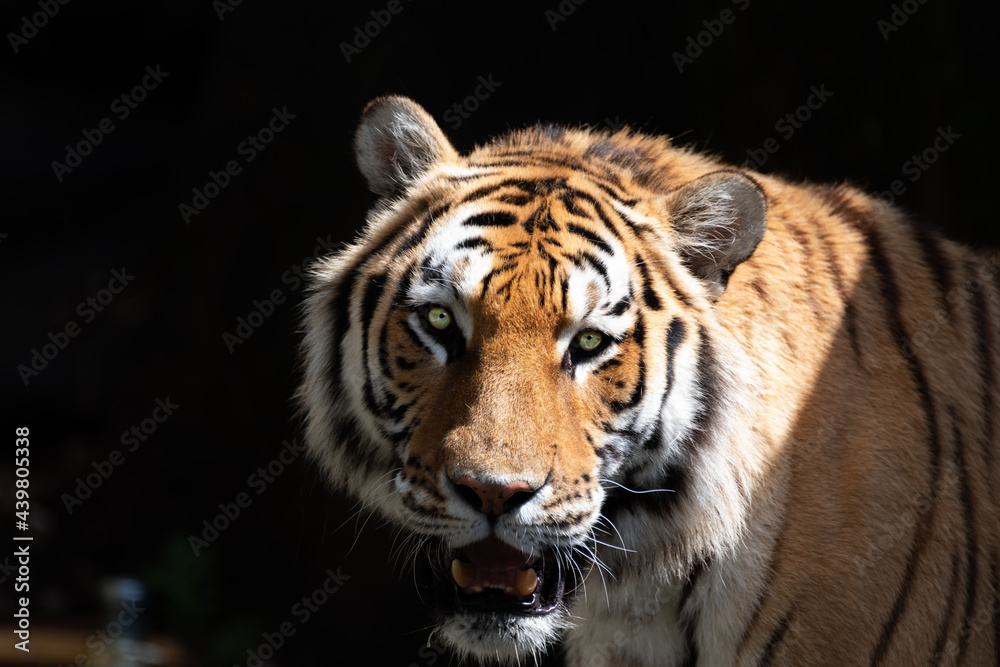 Fototapeta premium 美しいトラ