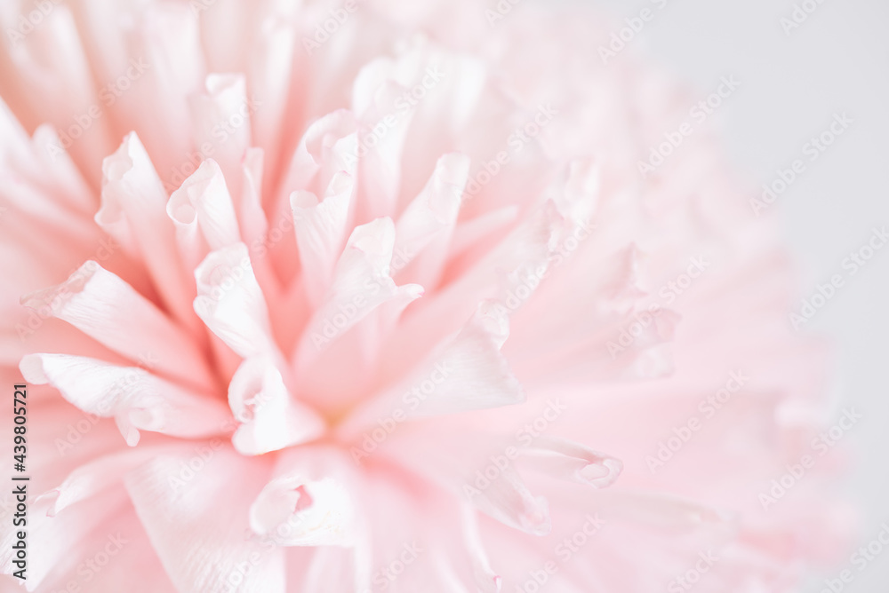 Floral background in pastel colors. A delicate pink flower in soft focus.